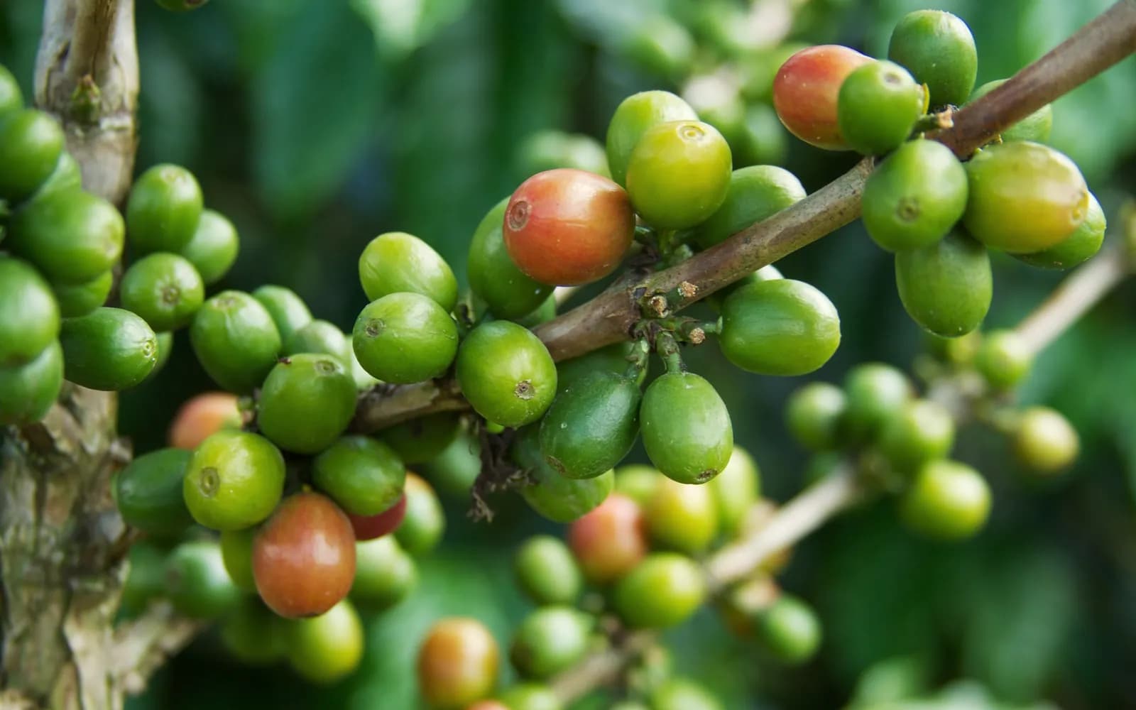 Boabe de cafea verzi și roșii pe o ramură, la o plantație