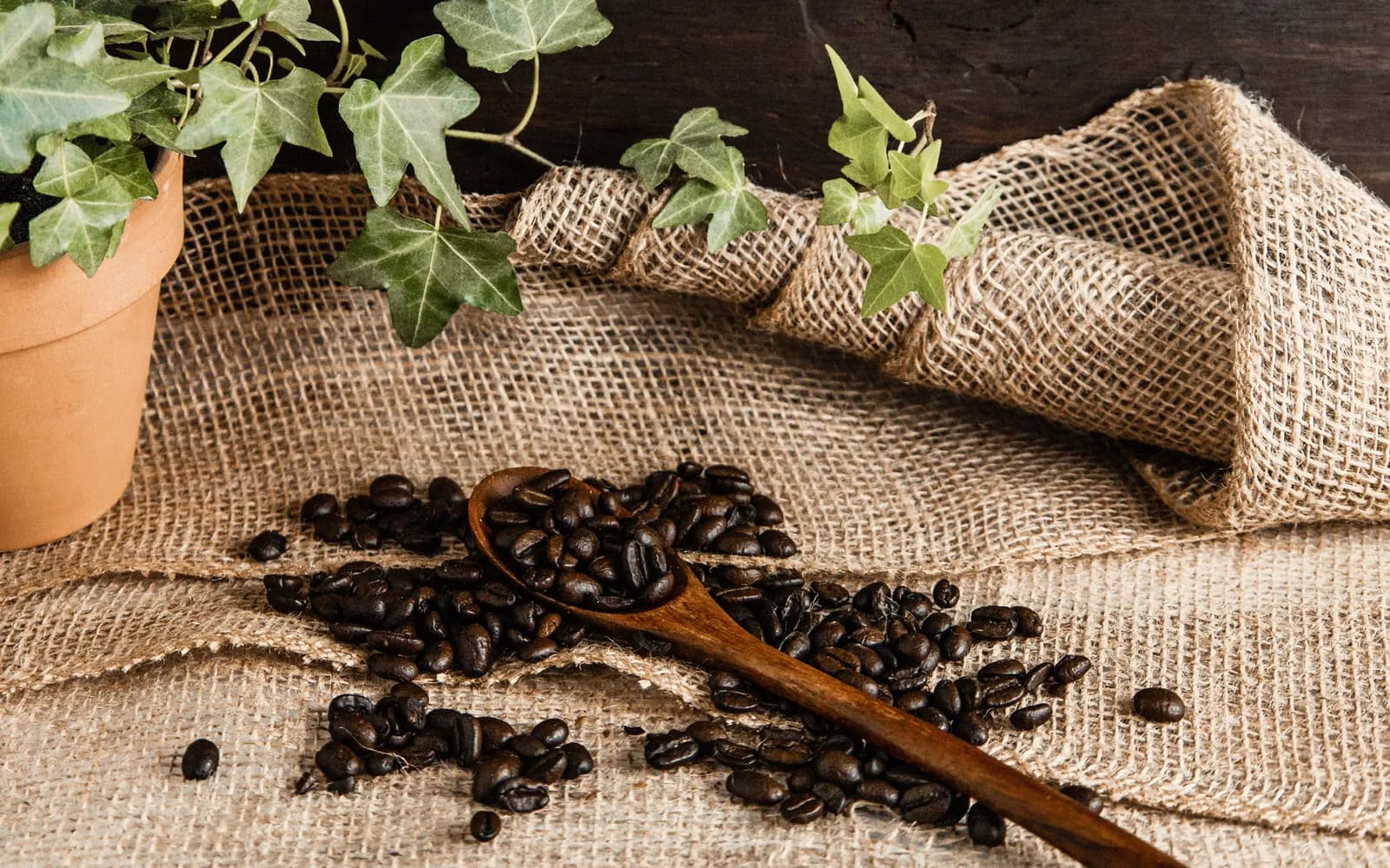 Boabe de cafea pe o lingură de lemn, pe o pânză de iută, lângă o plantă